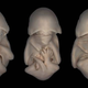 Illustration for article titled Embryonic bats see no evil, speak no evil, and lie there looking adorable